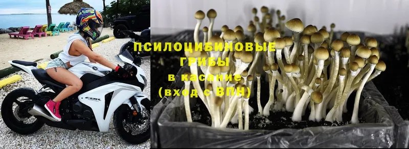 Галлюциногенные грибы Cubensis  Красный Сулин 